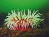 Red Anemone Green Water